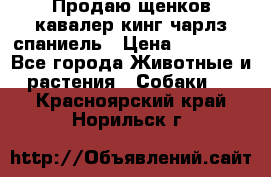 Продаю щенков кавалер кинг чарлз спаниель › Цена ­ 40 000 - Все города Животные и растения » Собаки   . Красноярский край,Норильск г.